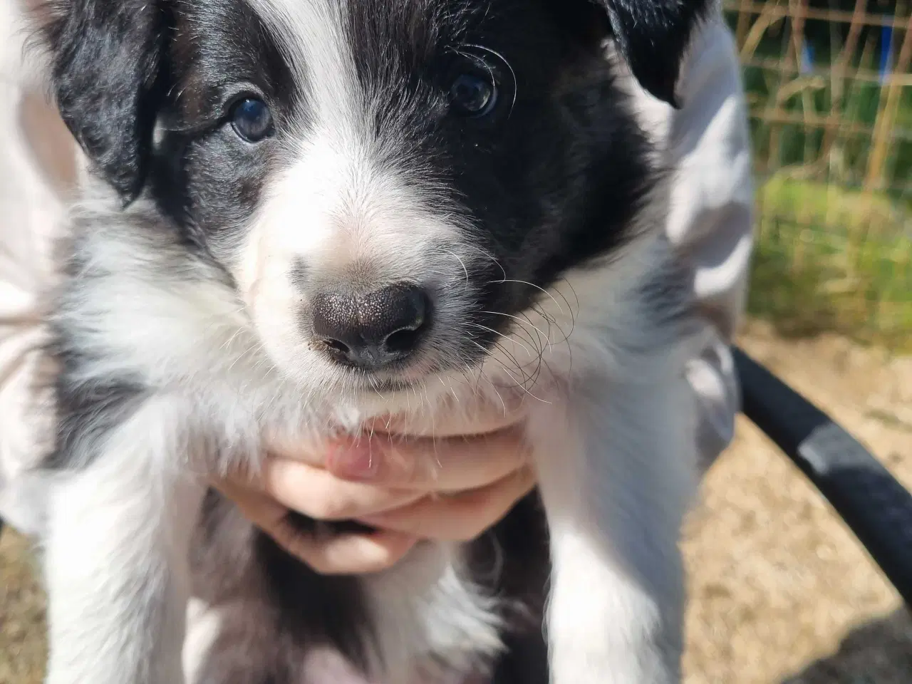 Billede 2 - Border collie hvalpe med stamtavle og gode linjer