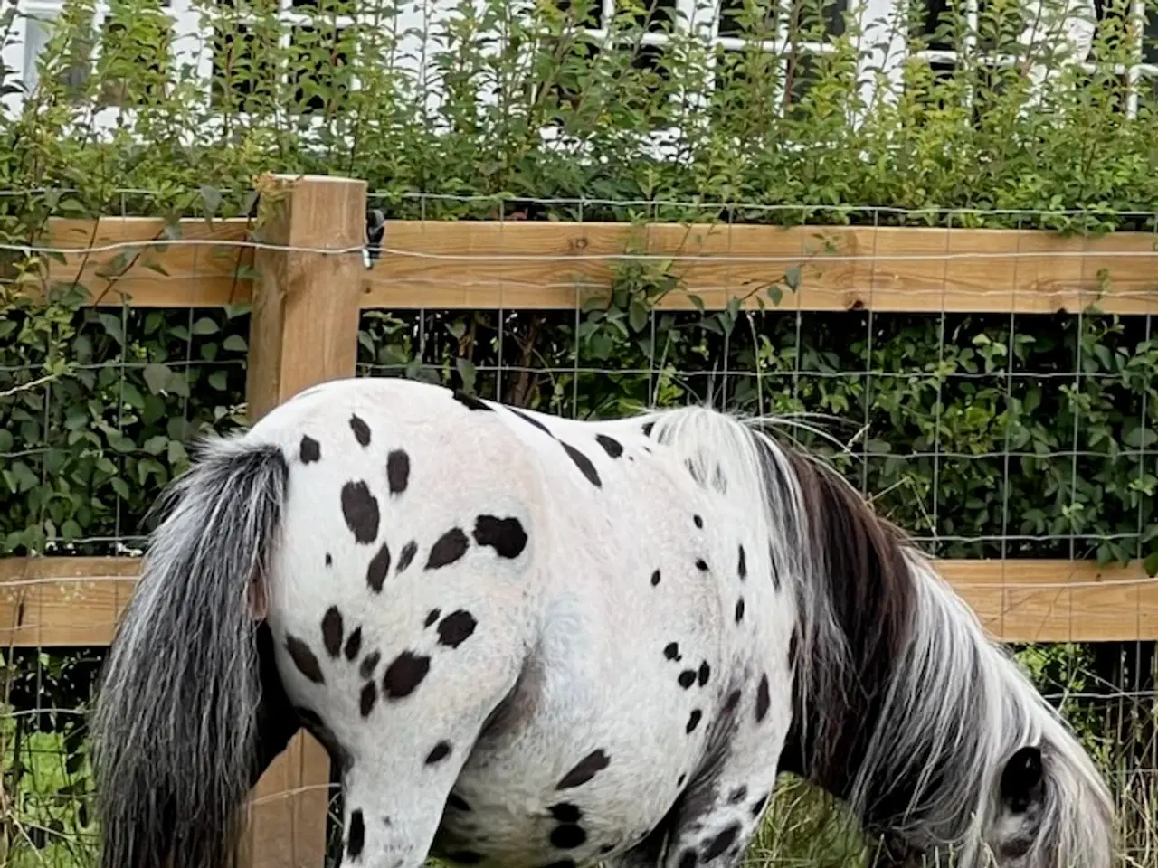 Billede 4 - Miniature Knabstrupper hoppe