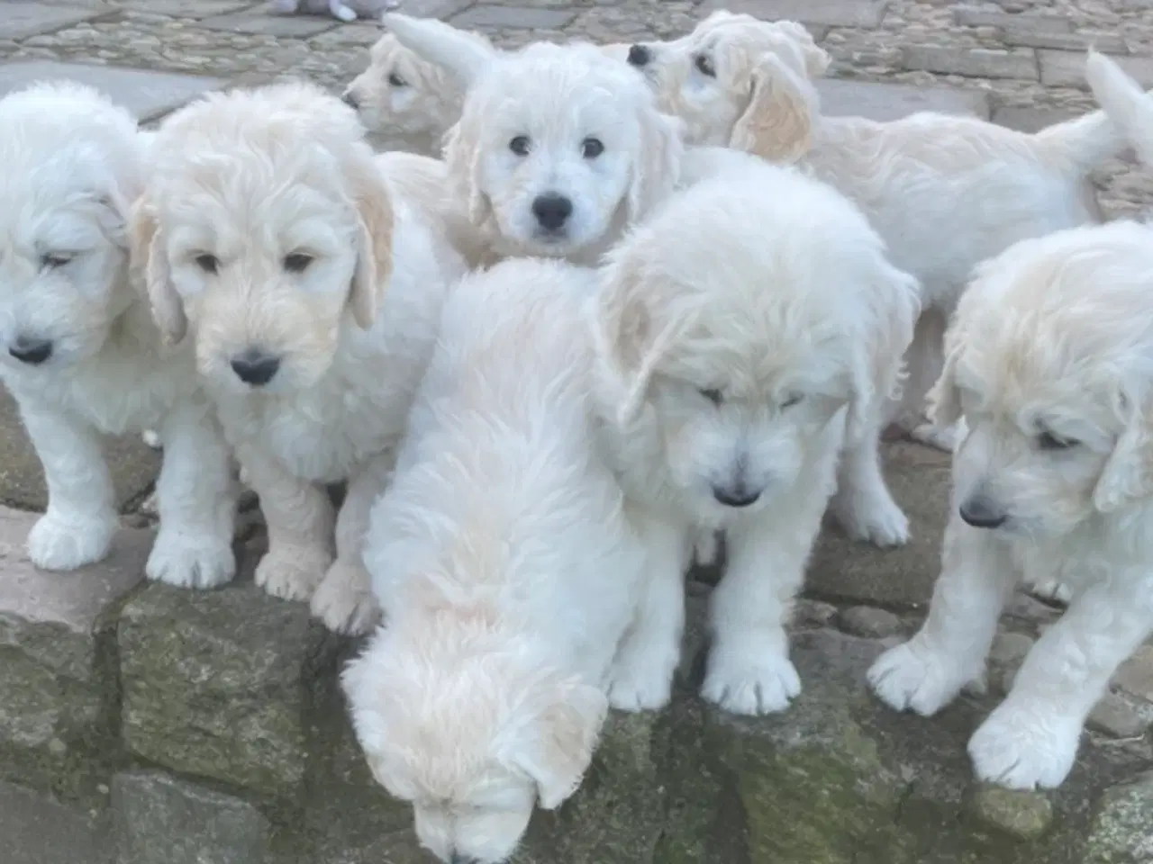 Billede 4 - Hvalpe - Goldendoodle