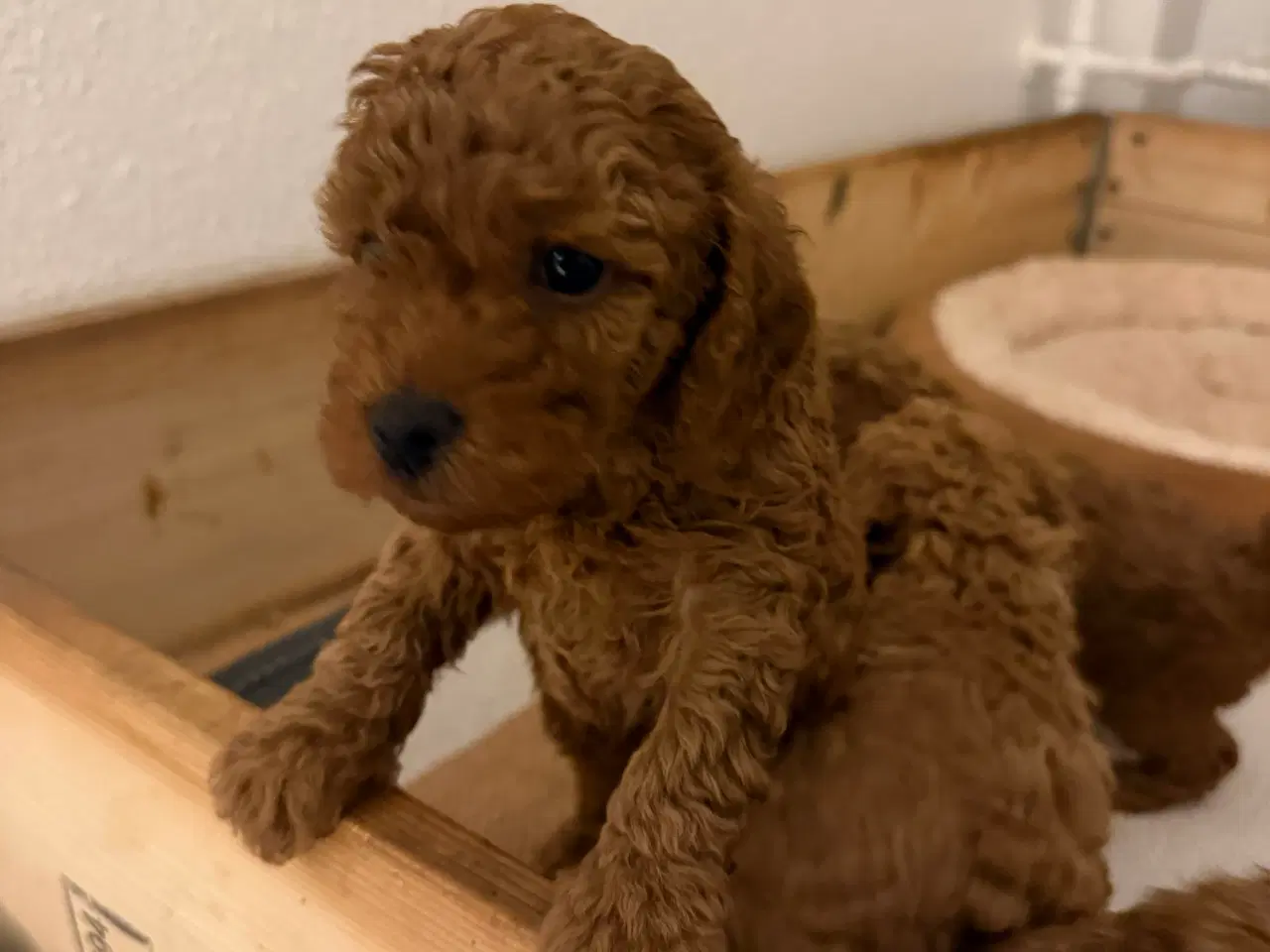 Billede 5 - Toy puddle hvalpe 