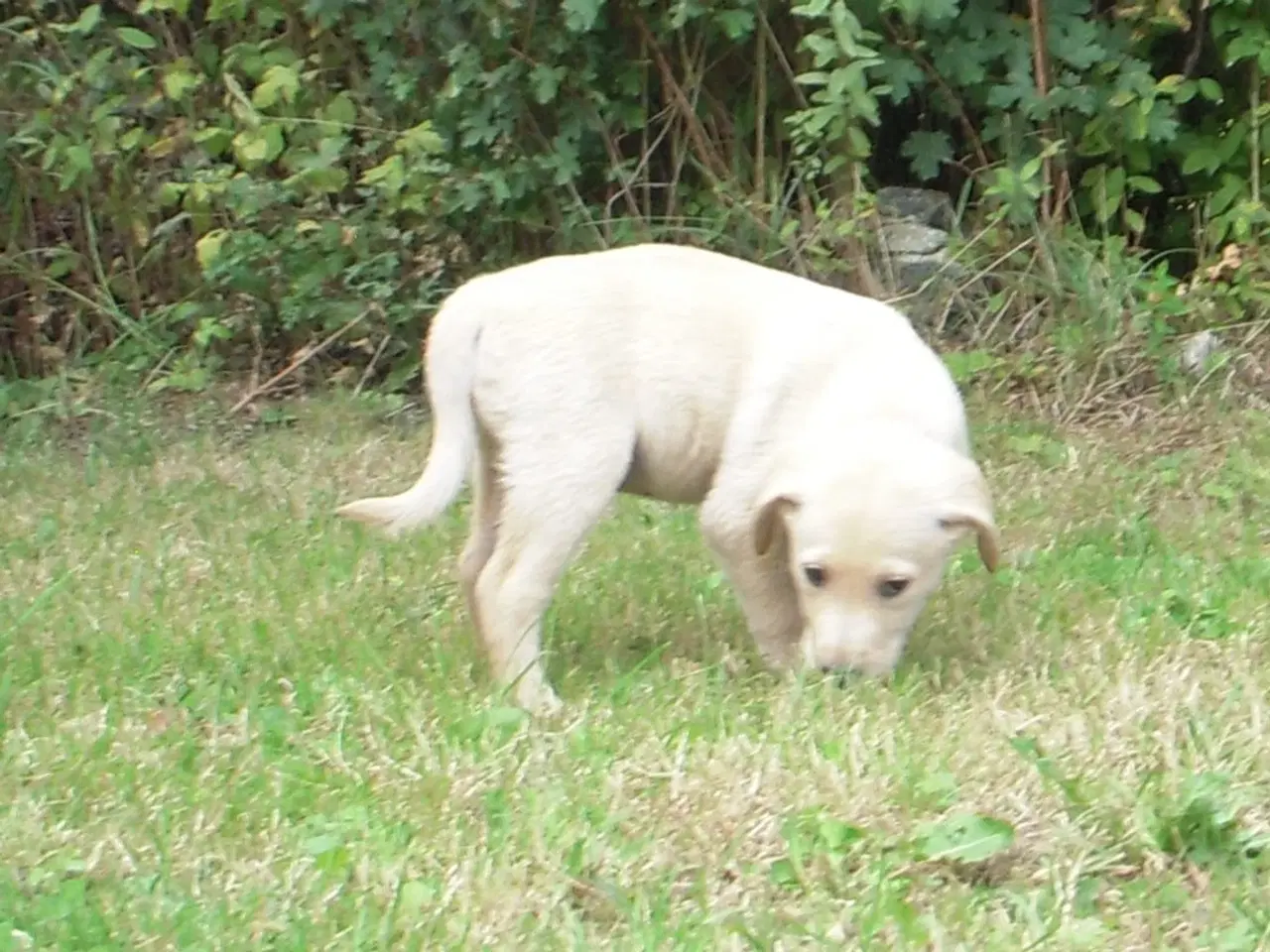 Billede 3 - Labrador/golden retriever 