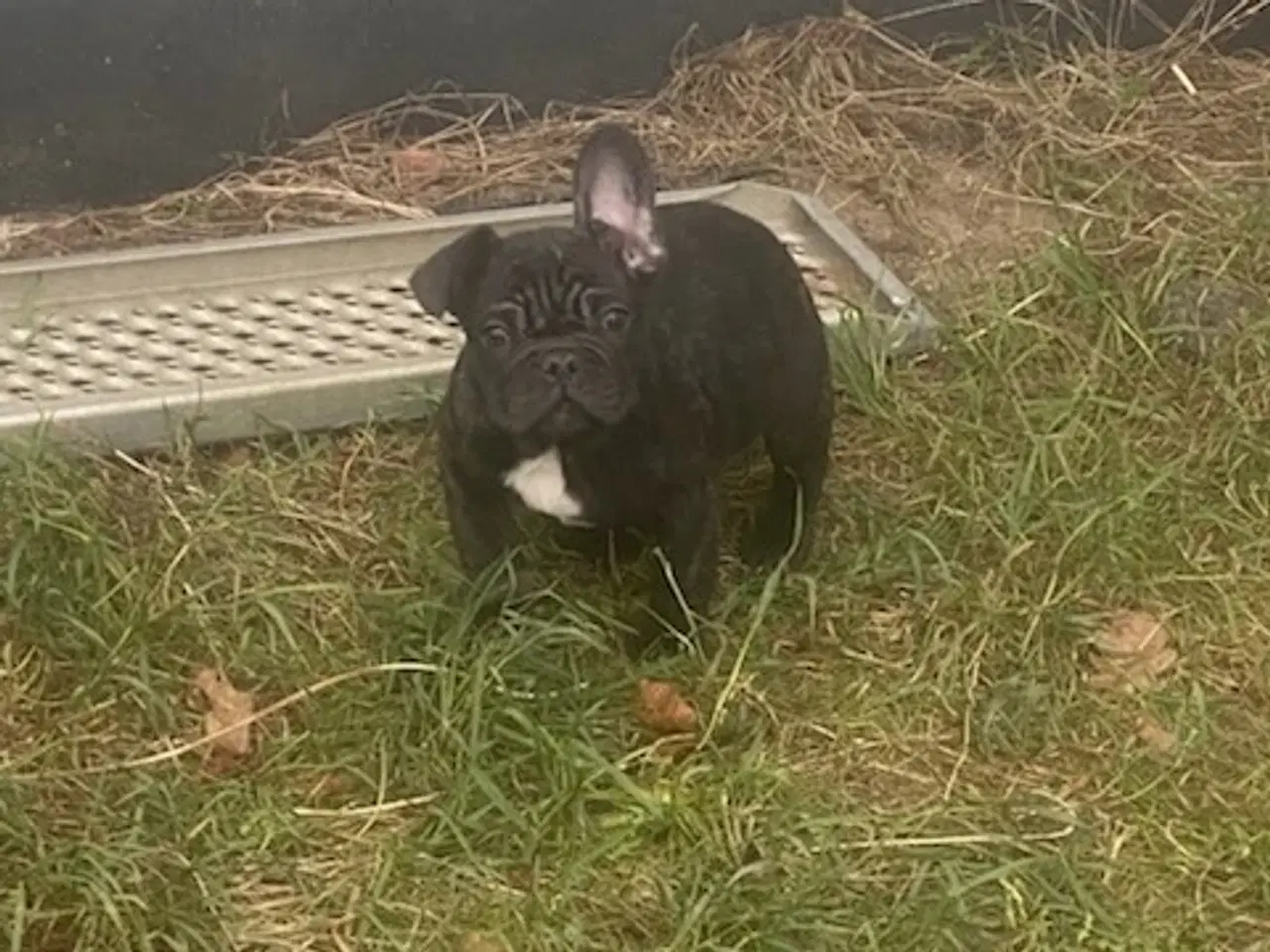 Billede 7 - Fransk bulldog hvalp