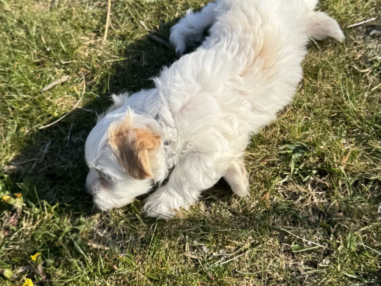 Billede 6 - Han, 7 uger