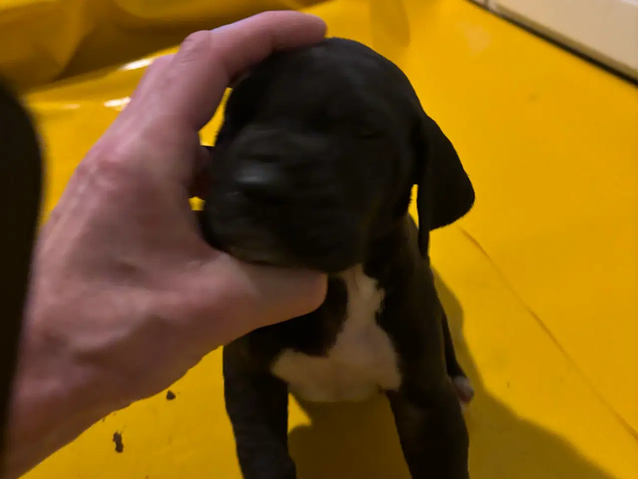 Billede 4 - Grand Danois hvalpe