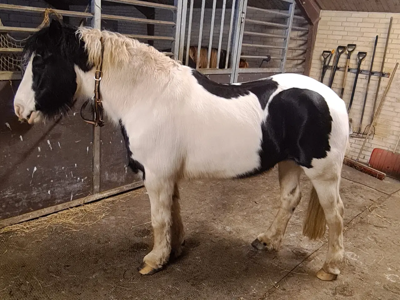 Billede 6 - Irish cob hoppe 