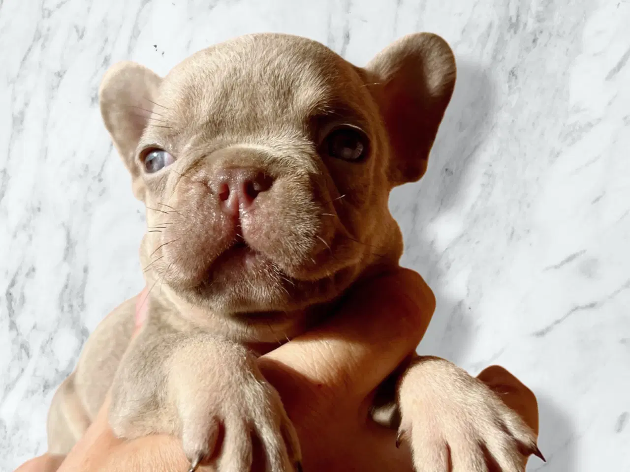 Billede 9 - Fransk bulldog hvalpe m stamtavle fra Avlsgodkende