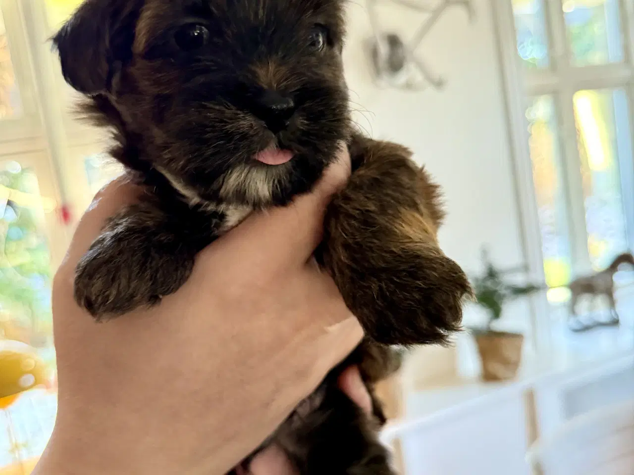 Billede 9 - Små chokoladefarvede uldtotter 🤎