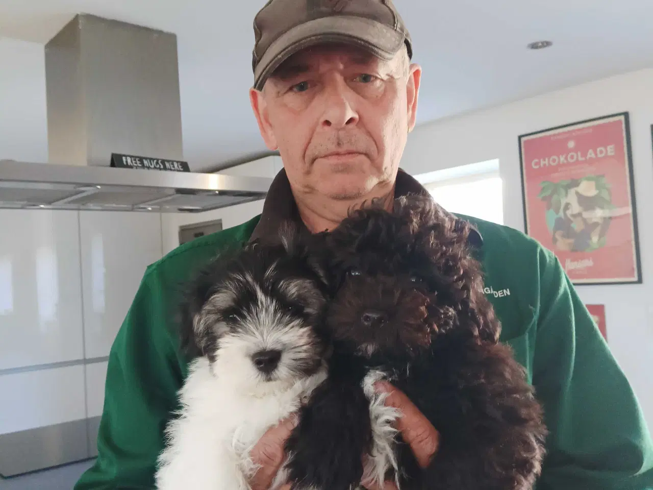 Billede 1 - De skønneste totter søger hjem 