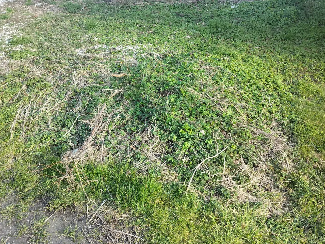 Billede 9 - Havemand søges 