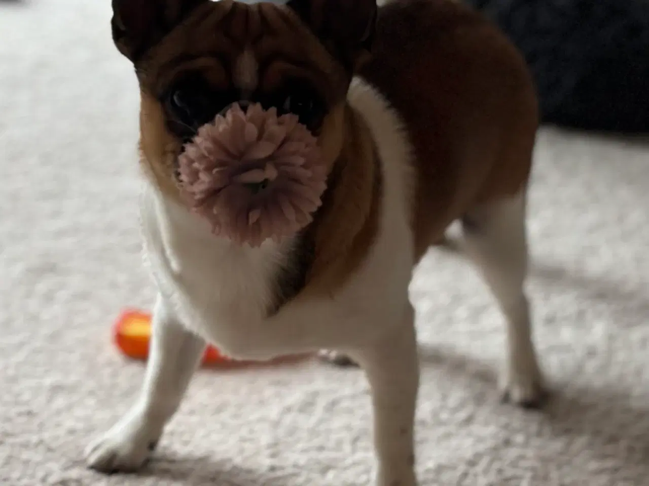 Billede 9 - Dejlig hanhund tilbydes til avl. 