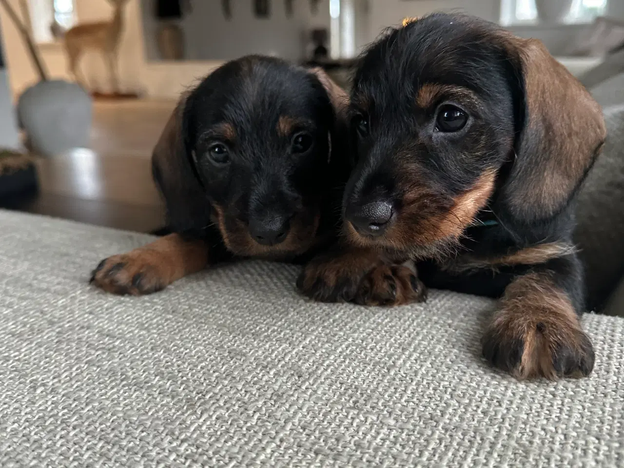 Billede 1 - Ruhåret dværg gravhunde