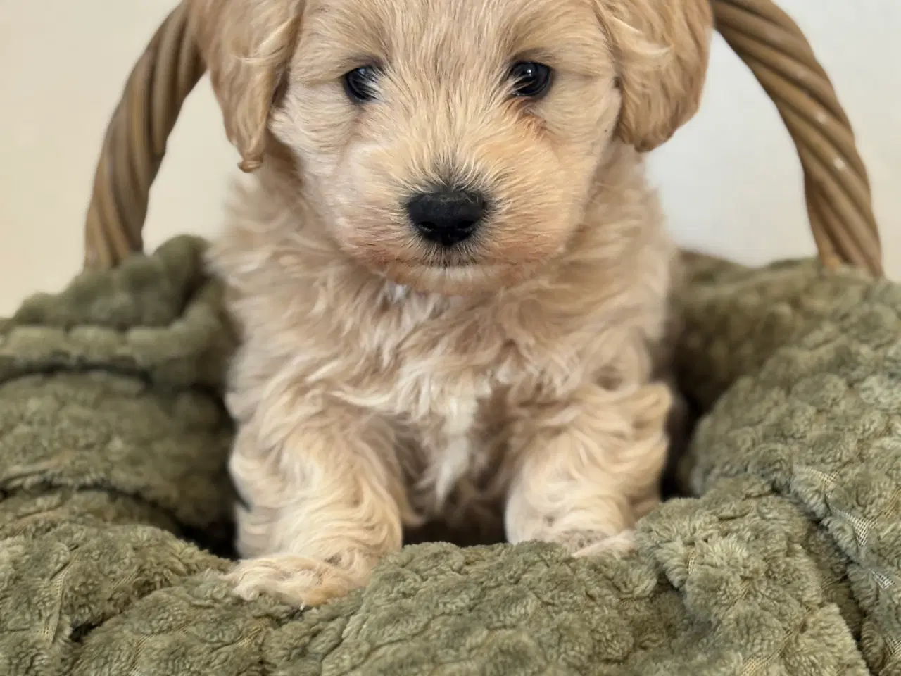 Billede 1 - ✨Skøn maltipoo han søger sit nye hjem✨