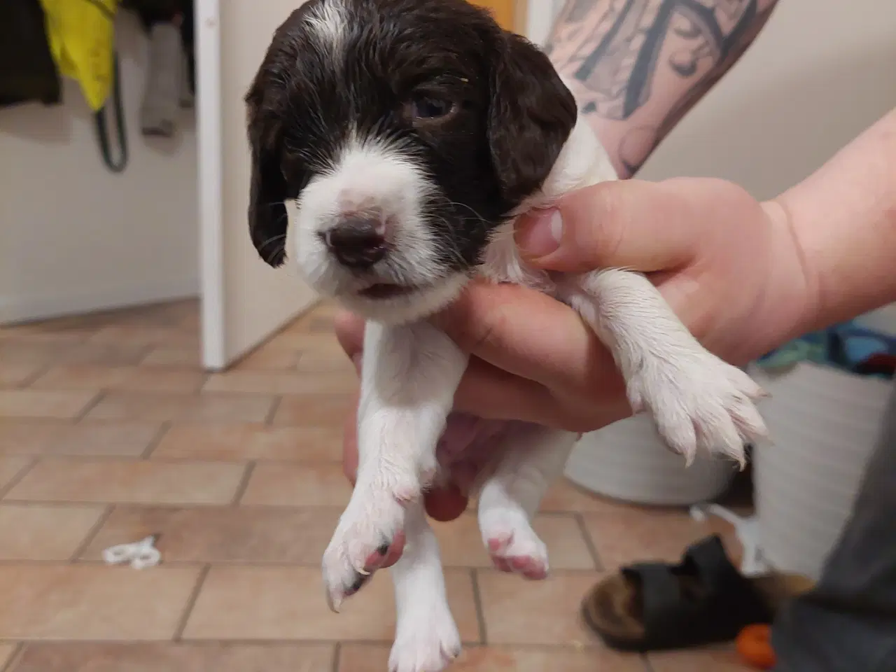 Billede 2 - Kleiner Münsterländer og Springer Spaniel hvalpe