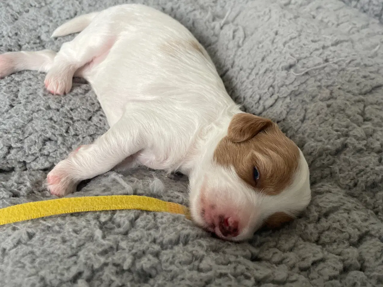 Billede 6 - Havapoo/maltipoo