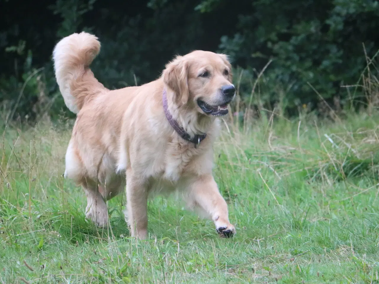 Billede 16 - Verdens smukkeste Golden Retriever hvalpe