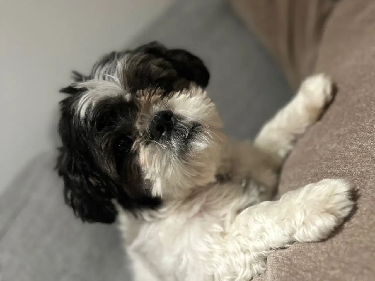 Billede 6 - Shipoo Shih-Tzu / Dværg Puddel