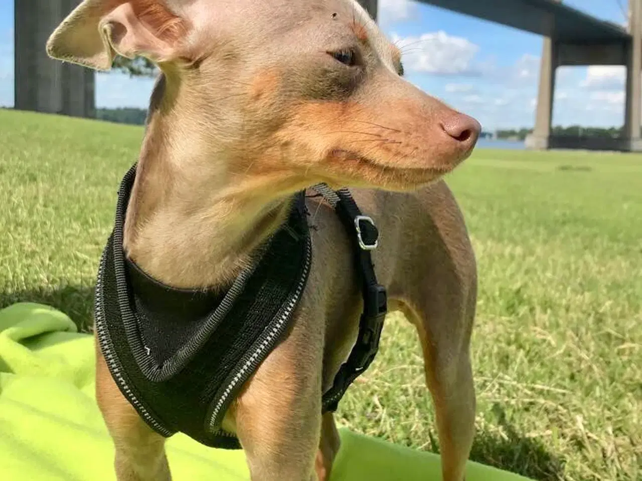 Billede 6 - Lille Hundehvalp 