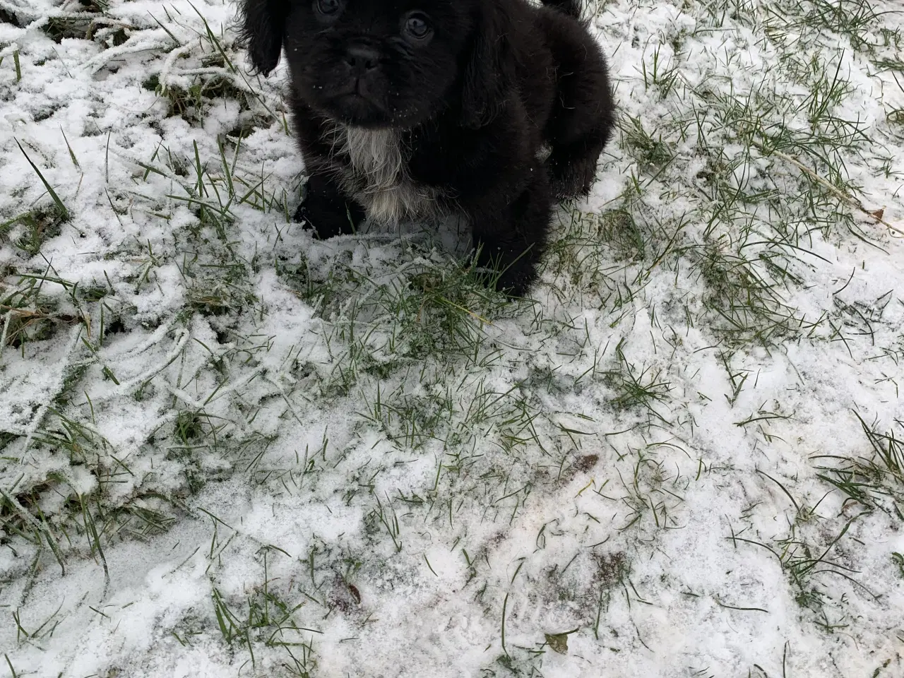 Billede 3 - Skønne blandings hvalpe 