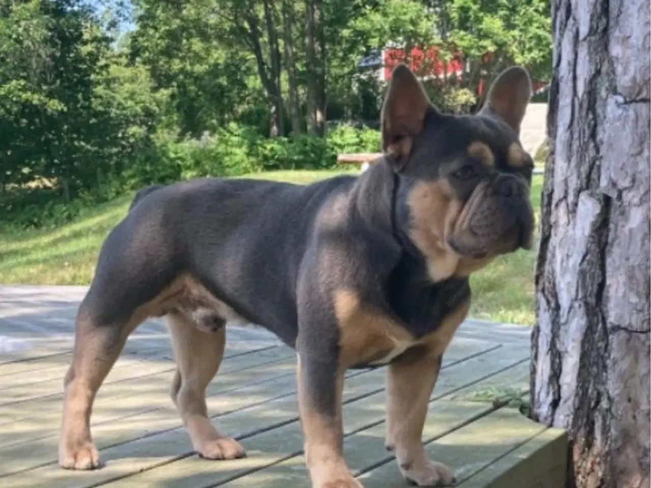 Billede 8 - Fransk bulldog hvalpe 