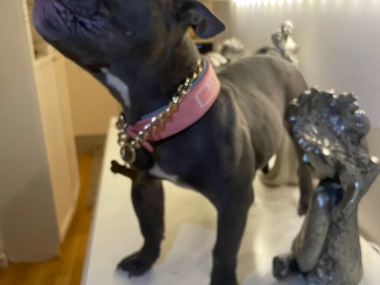 Billede 3 - American Bully Micro