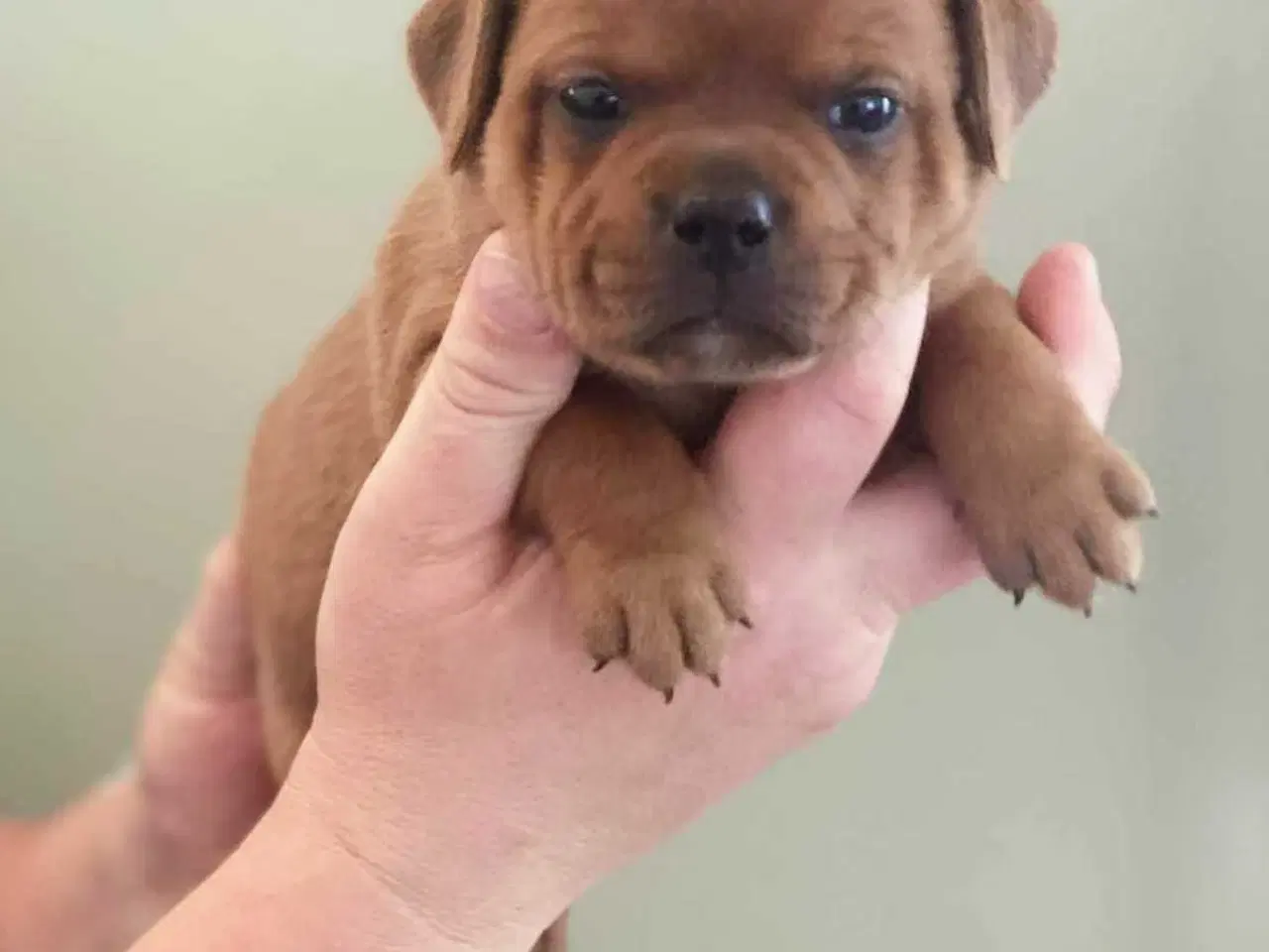 Billede 5 - Smukke Staffordshire Bull Terrier hvalpe DKK 