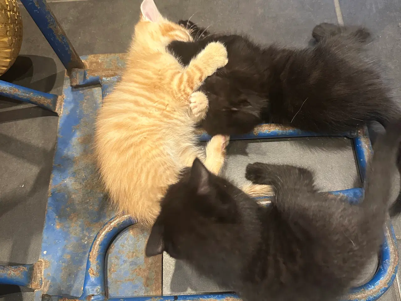 Billede 11 - Norsk skovkat killinger