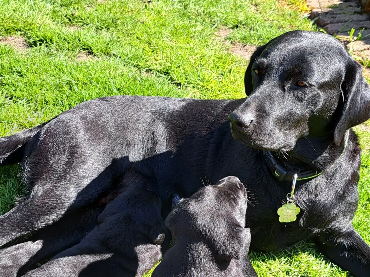Billede 1 - Labrador F1 hvalpe 