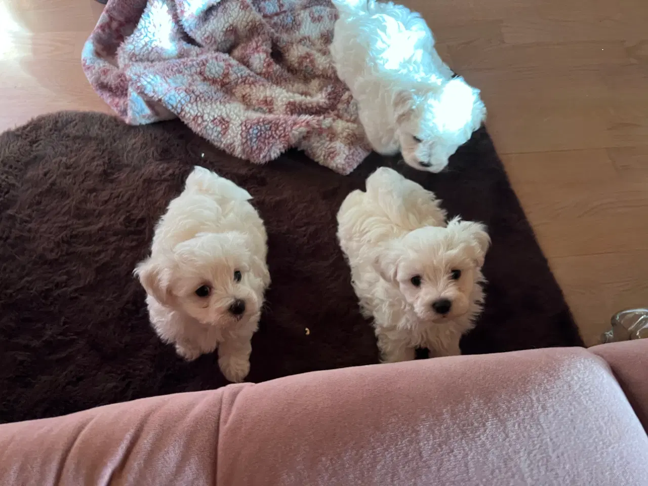 Billede 15 - Havachon hvalpe 🐶