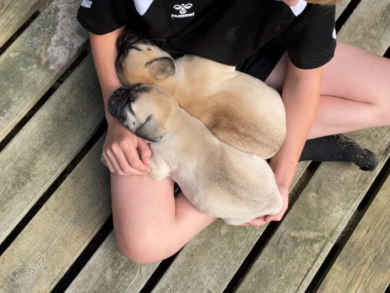 Billede 3 - Bullmastiff hvalpe 