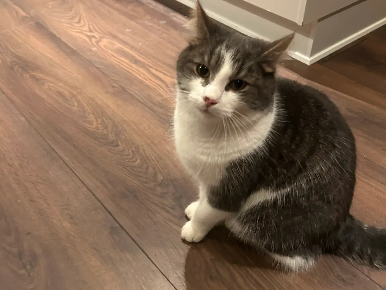 Billede 3 - Katte, to brødre søger nyt hjem