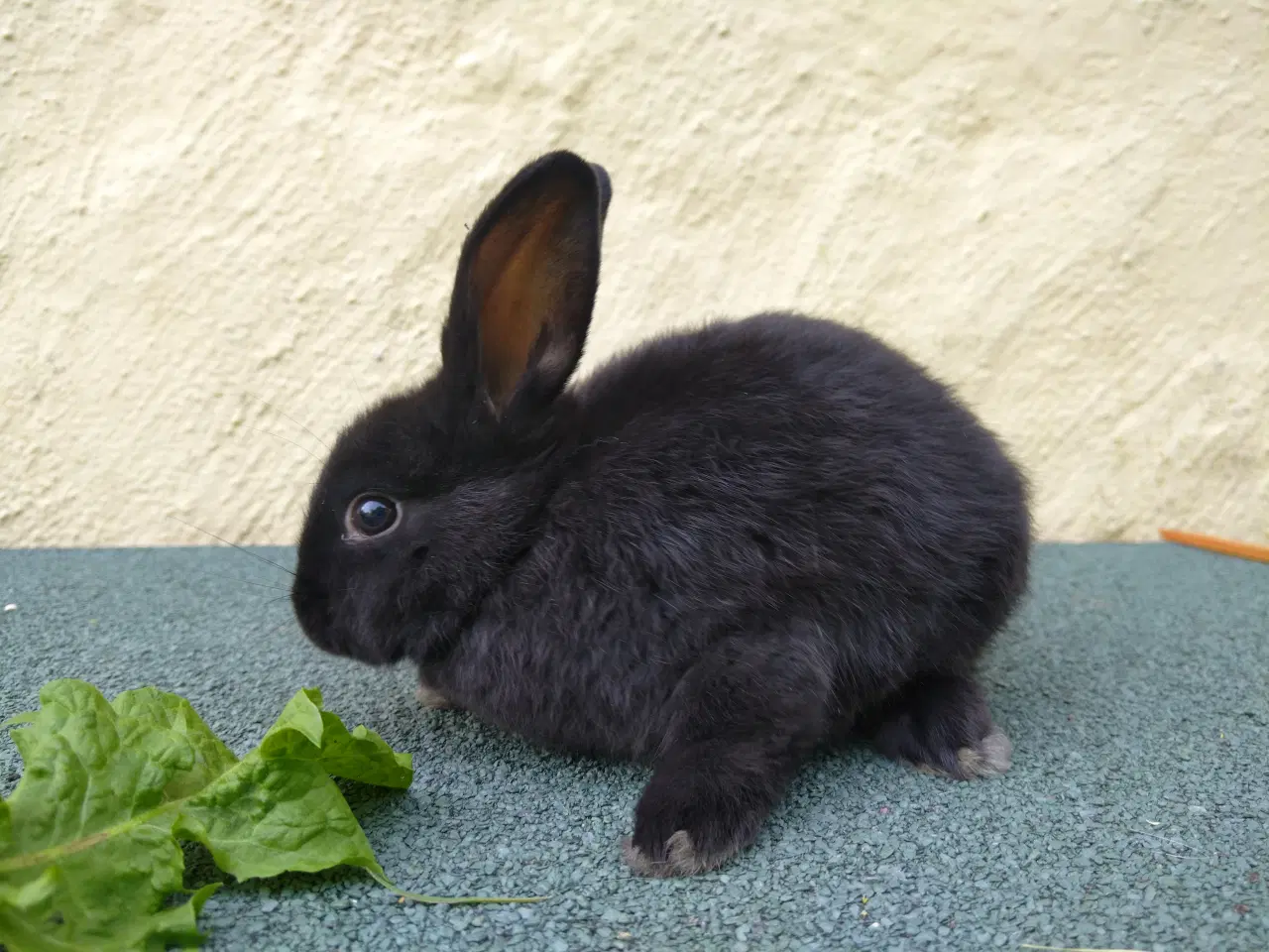 Billede 7 - Han unge hollandsk dværg kanin