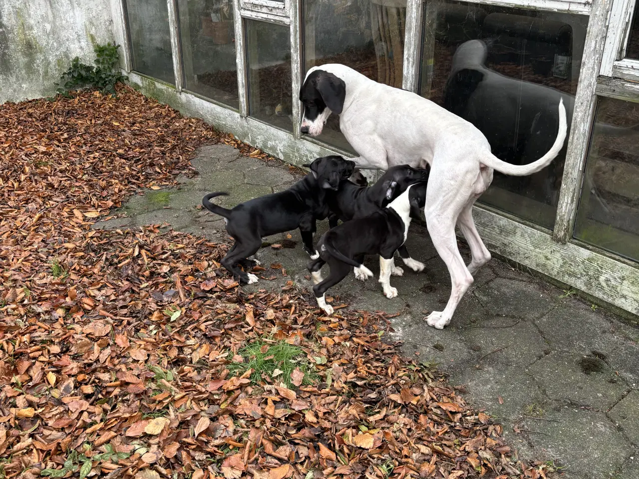 Billede 16 - Grand Danois hvalpe