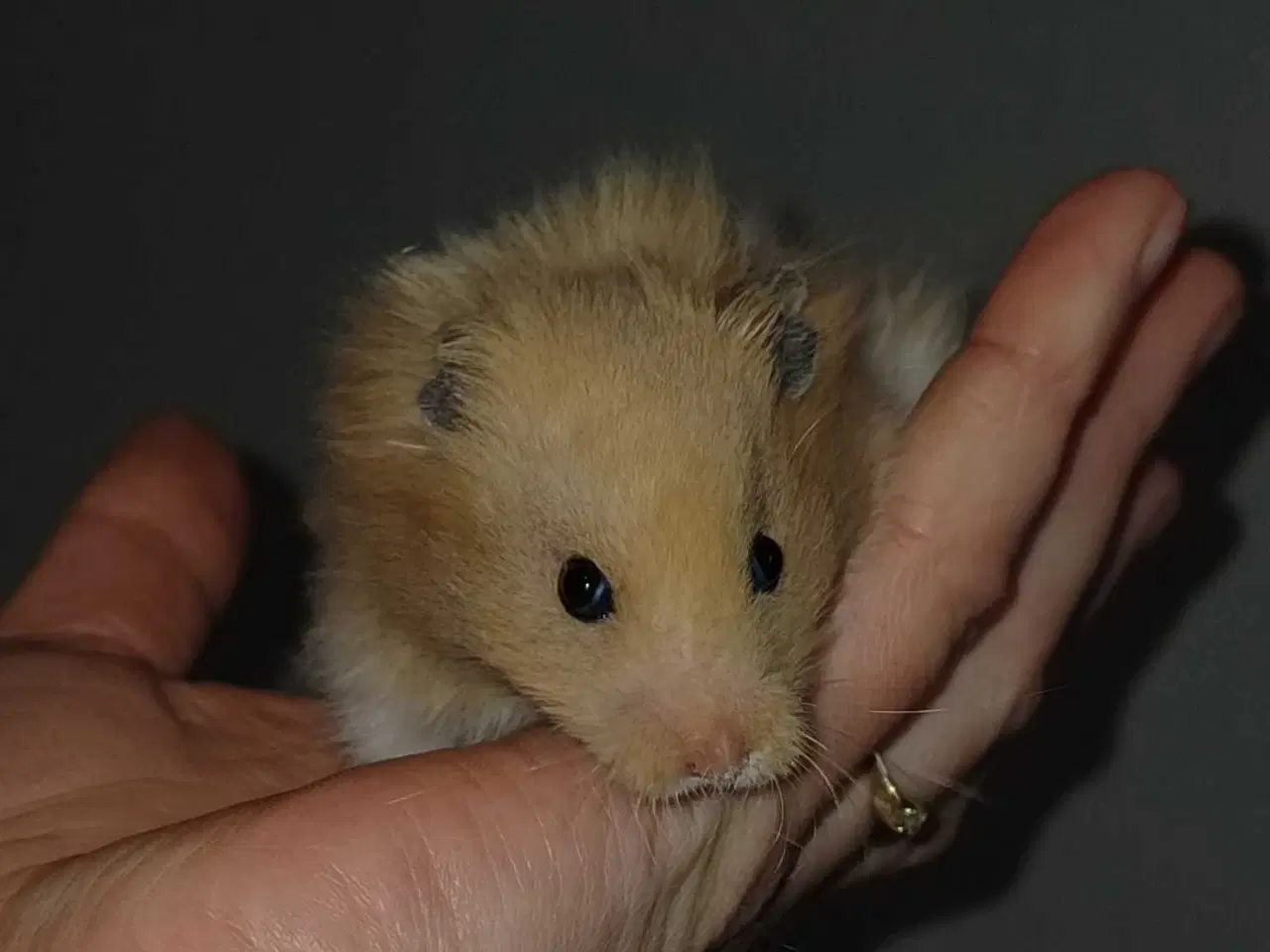 Billede 5 - Guldhamster unger