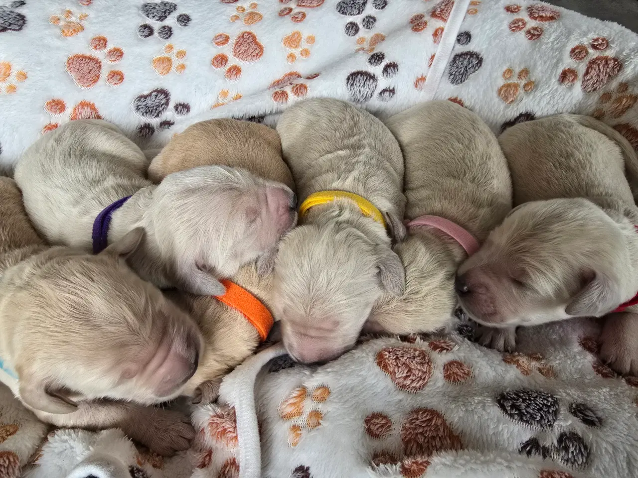 Billede 8 - Golden doodle hvalpe