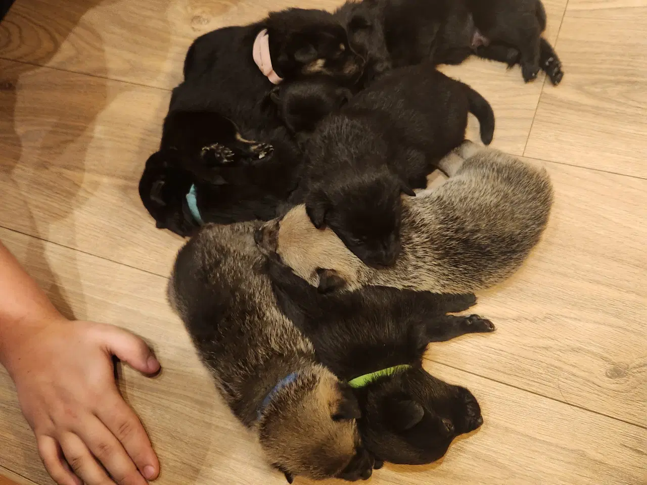 Billede 6 - Sort spids han-hvalpe