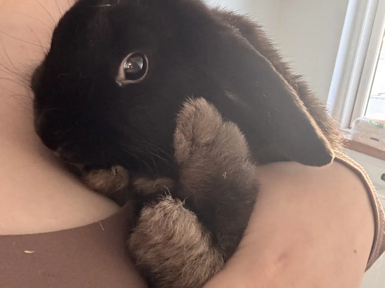 Billede 4 - Coco søger et nyt kærligt hjem 