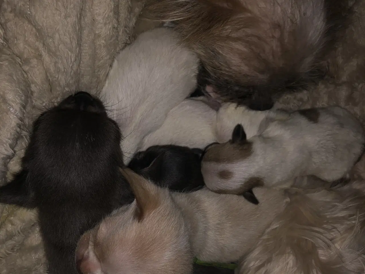 Billede 4 - Shih Tzu/ Chihuahua blanding piger