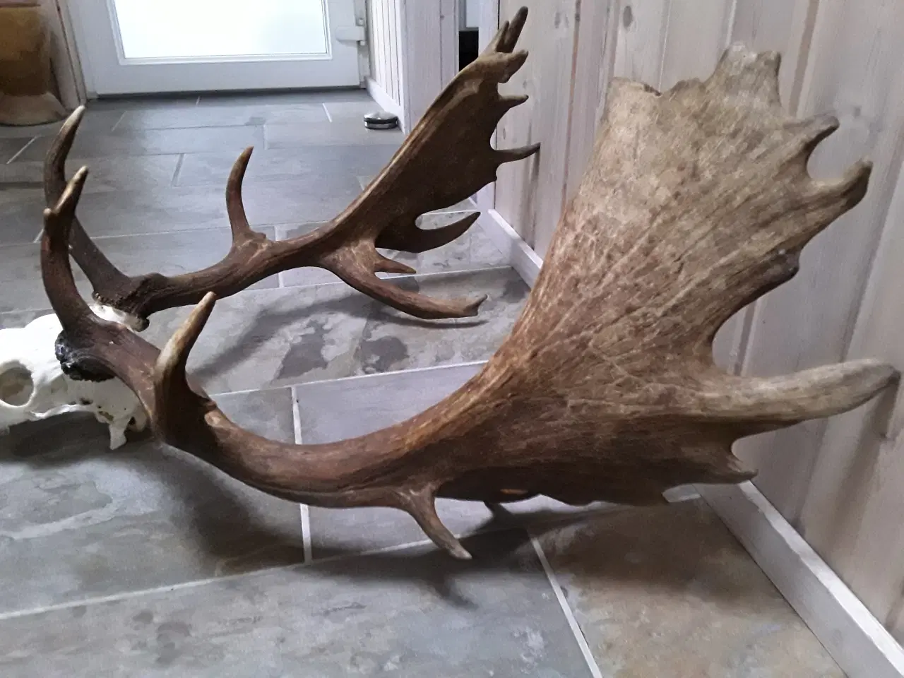 Billede 2 - Gevir fra fuldskuffel medalje dåhjort.