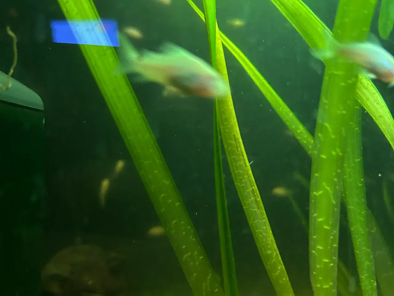 Billede 6 - 🐟 Albino pansermaller – 3-4 cm Premium | Viby J