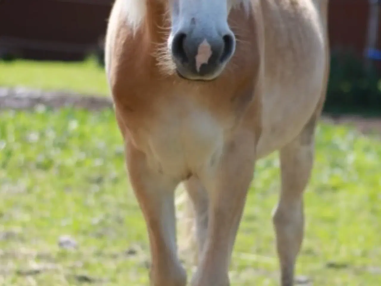 Billede 2 - Haflinger hoppeplag