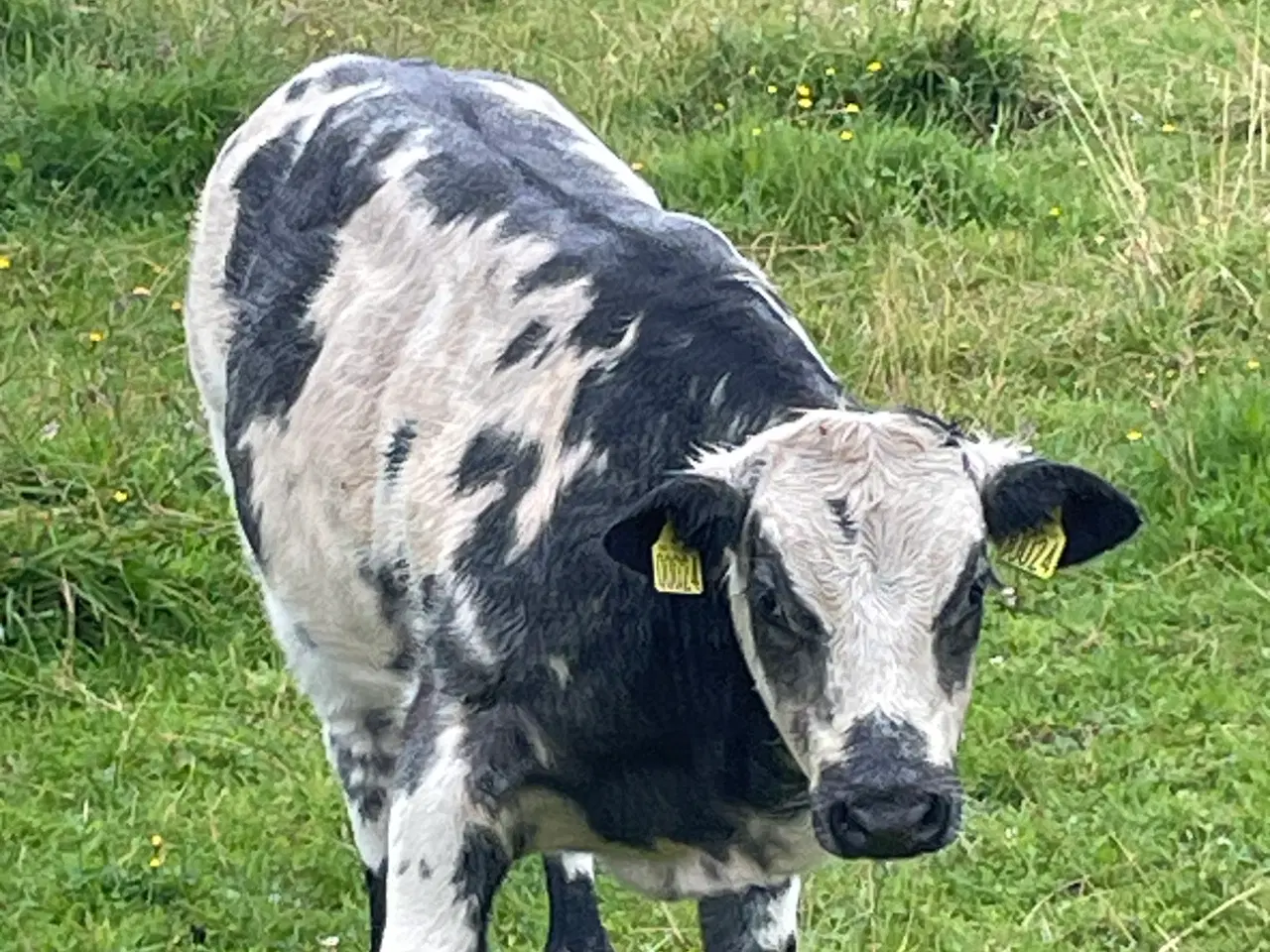 Billede 1 - Ægte blåhvid tyrekalv uden papir