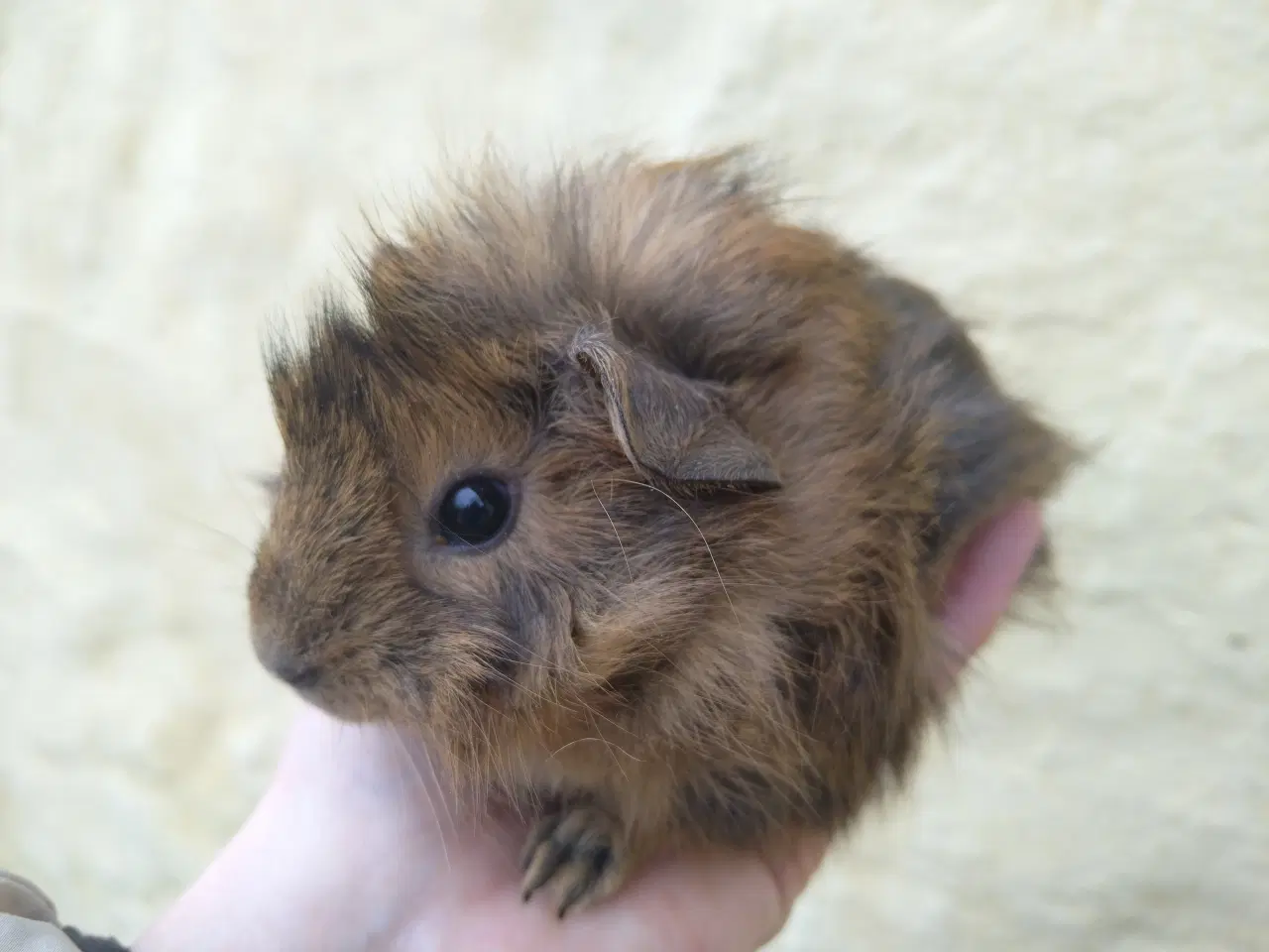 Billede 5 - 2 x Han unge til voksen, der har mistet makkeren.