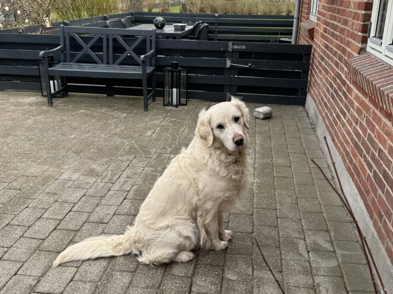 Billede 3 - Golden Retriever tilbydes til avl