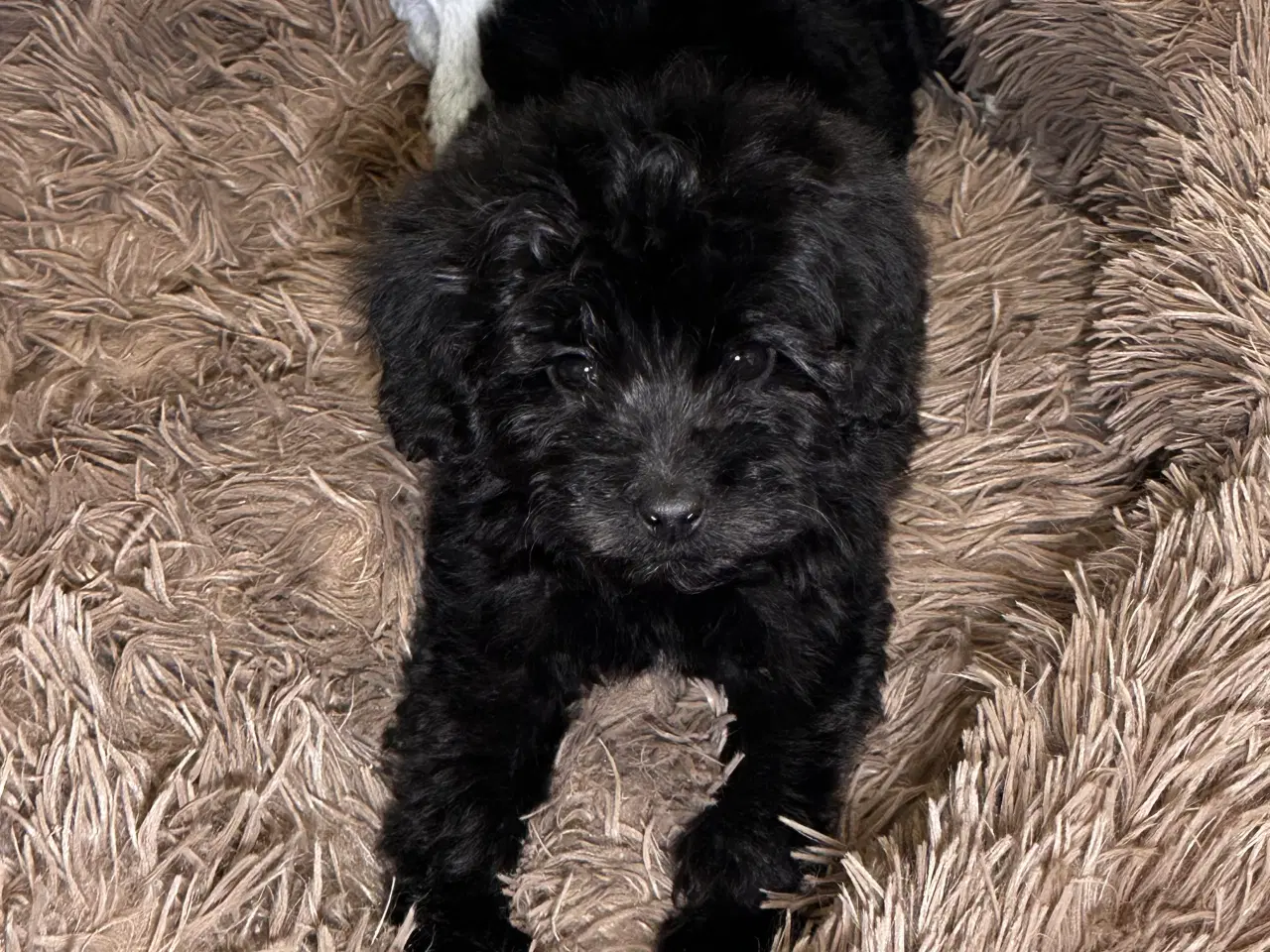 Billede 4 - Cavapoo F2B