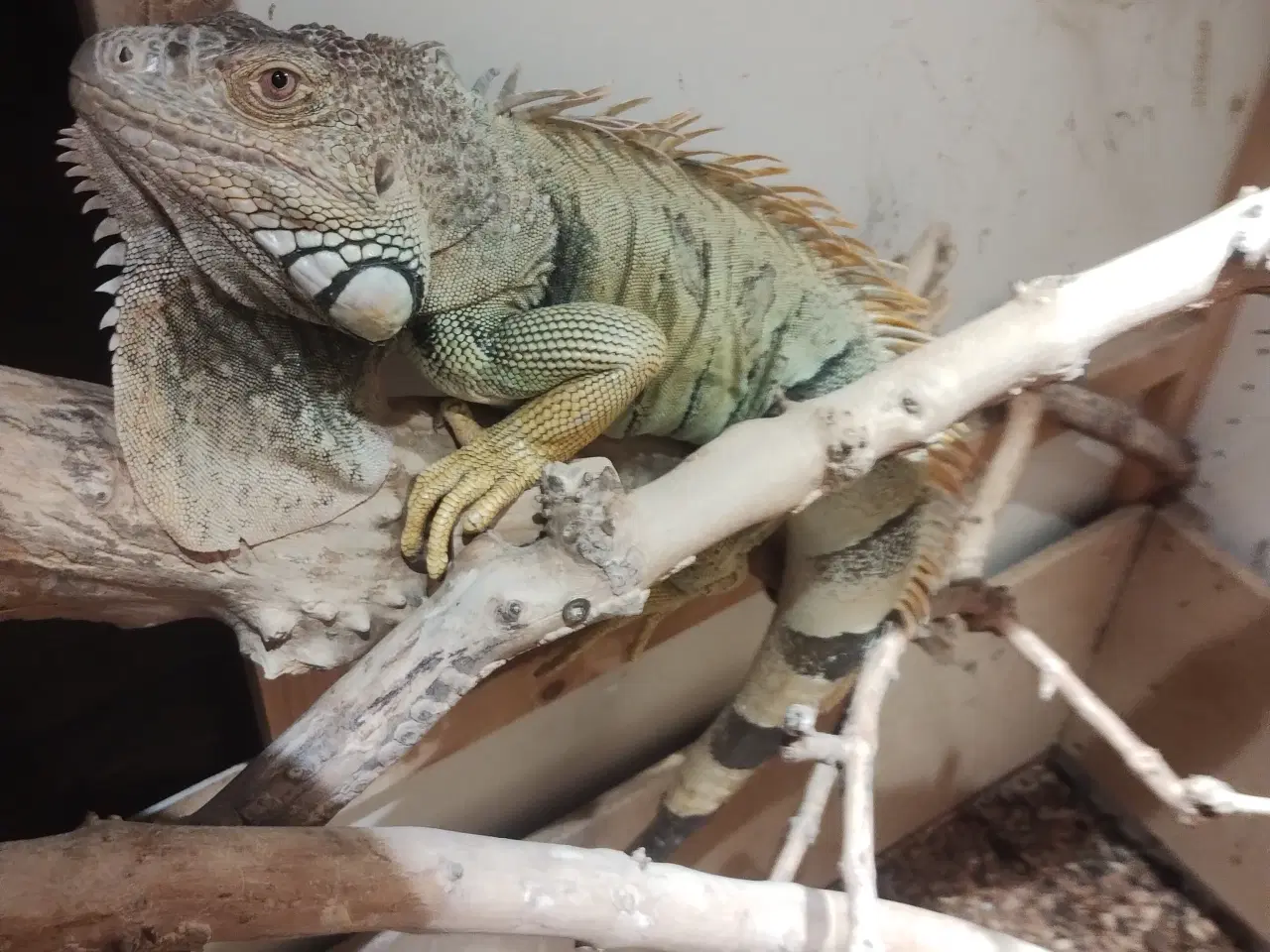 Billede 5 - Dinodyret søger ny madslave 