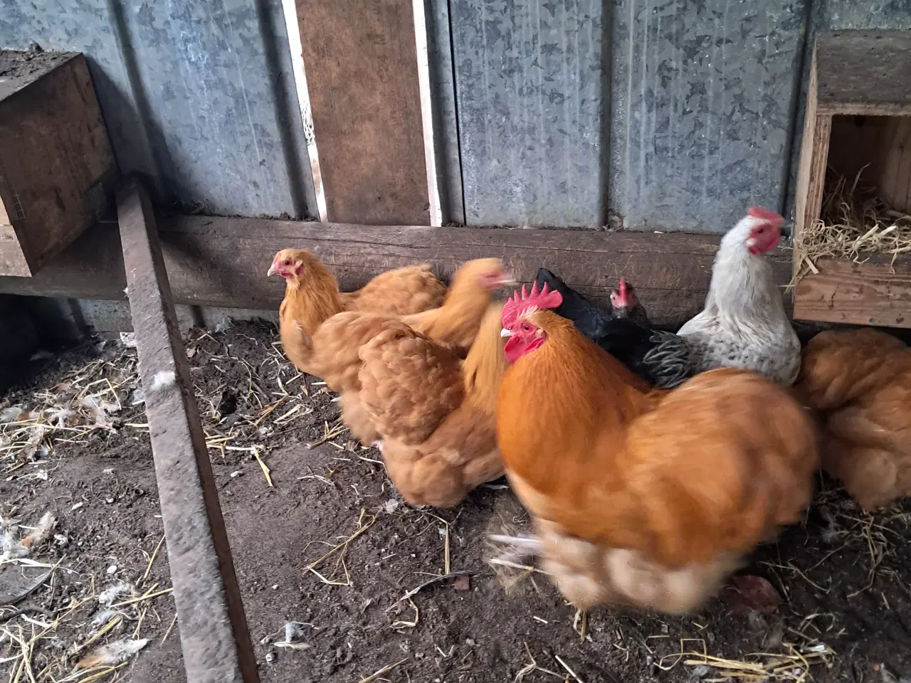 Billede 3 - Dværg orpington