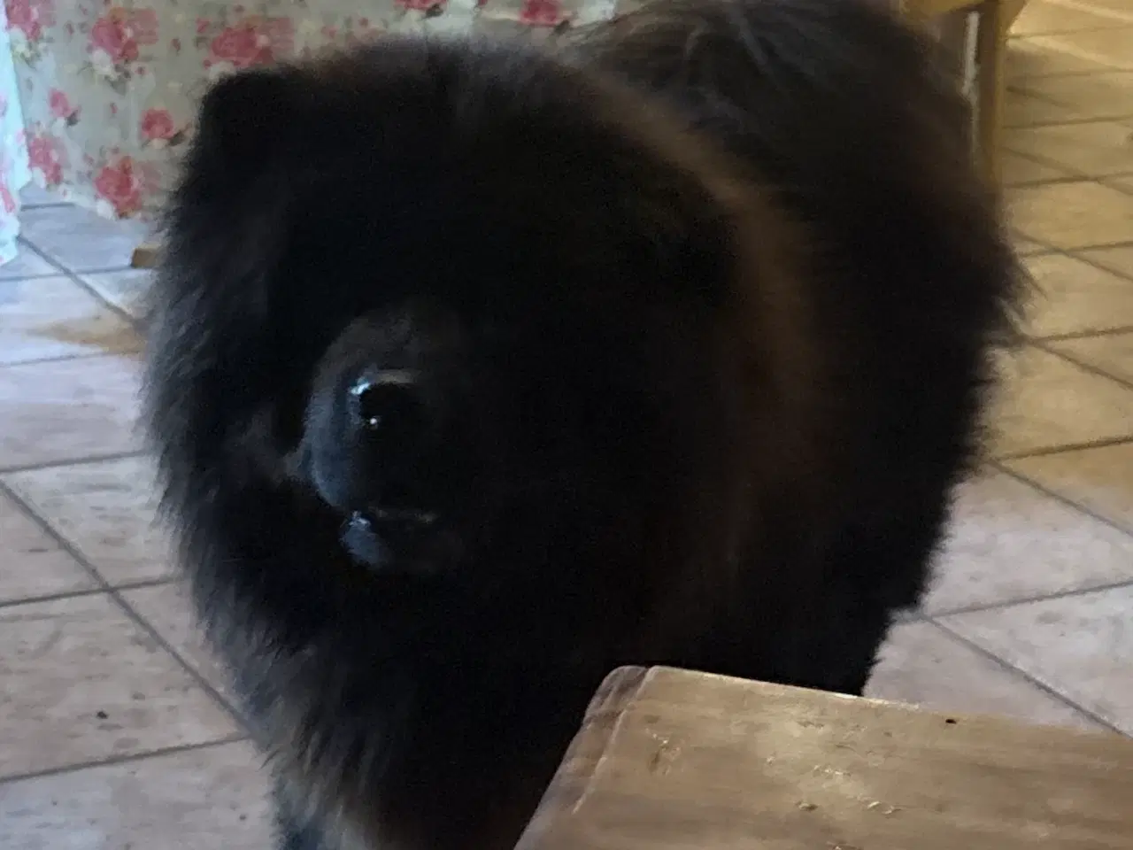 Billede 2 - Chow Chow hvalpe 