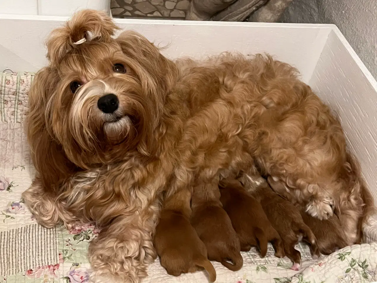 Billede 1 - 🧡Smukke & Søde Bichon Havanais 🧡