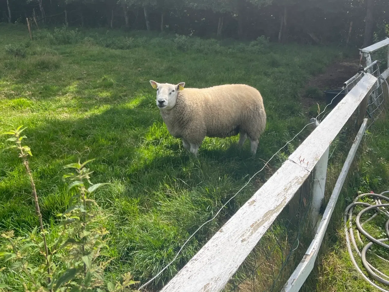 Billede 2 - Texel-vædder sælges