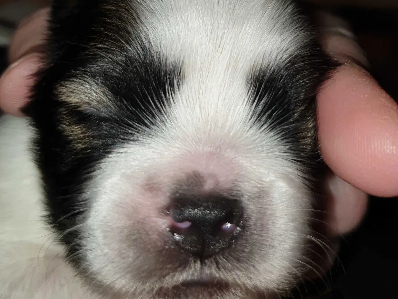 Billede 2 - Super lækre Lhasa Apso hvalpe 🐾💕